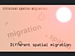 Different spatial migrationのタイトル画像
